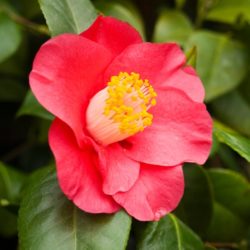 Wade Nursery Red Camellia