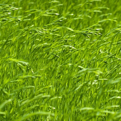 Wade Nursery flax grass