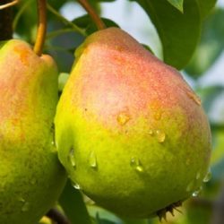 Wade Nursery pears