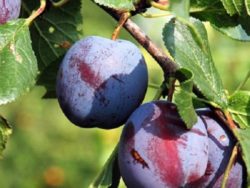 Wade Nursery plums