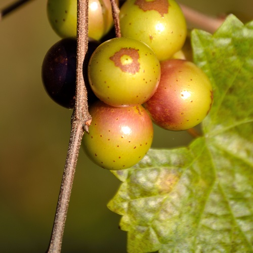 Wade Nursery muscadine grapes
