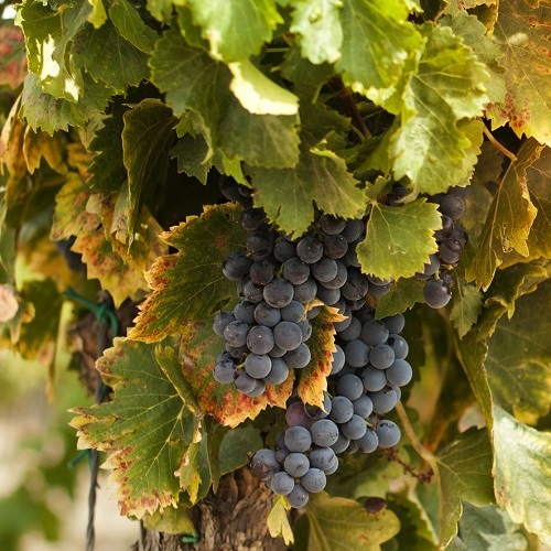 Wade Nursery grapes