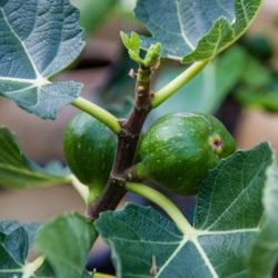 Wade Nursery figs