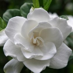 Wade Nursery White Gardenia