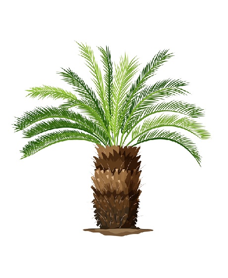 Wade Nursery sago palm illustration