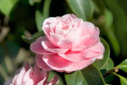 Wade Nursery Camellia