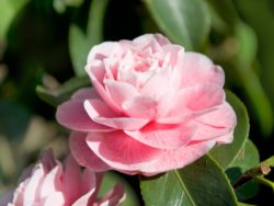 Wade Nursery Camellia