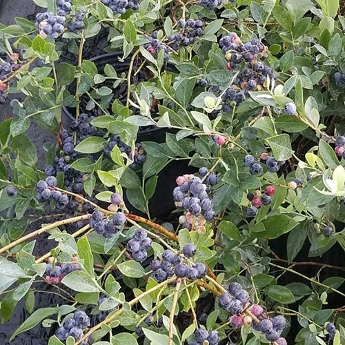 Wade Nursery blueberries