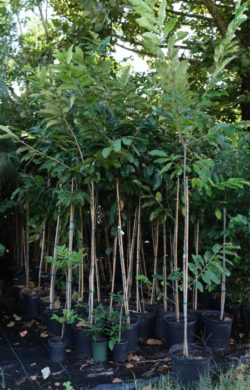 Wade Nursery chestnut trees