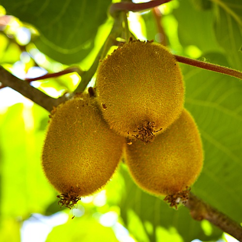 Wade Nursery kiwi fruit