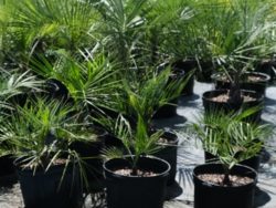 Wade Nursery pinto palms