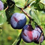 Wade Nursery plums