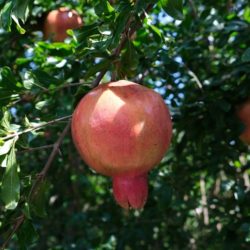 Wade Nursery pomegranate