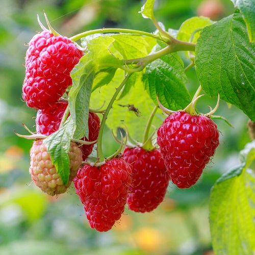 Wade Nursery raspberries