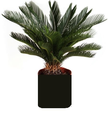 Wade Nursery sago palm