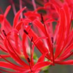 Wade Nursery Red Spider Lily